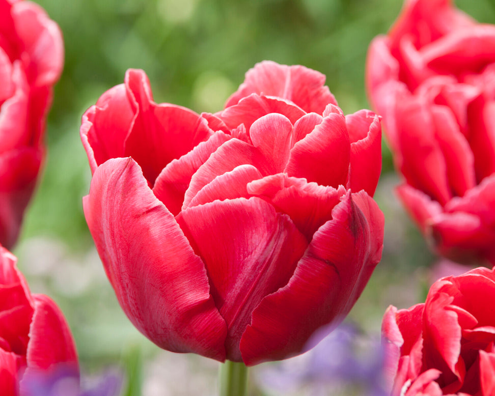 Tulip 'Verona Sunrise'