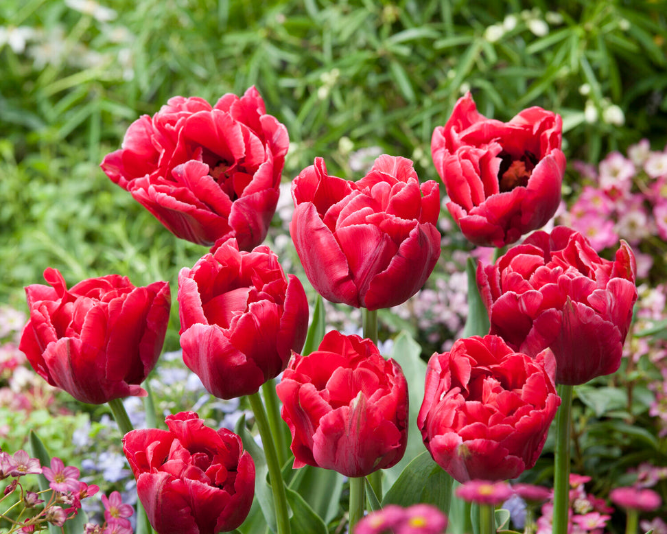Tulip 'Verona Sunrise'