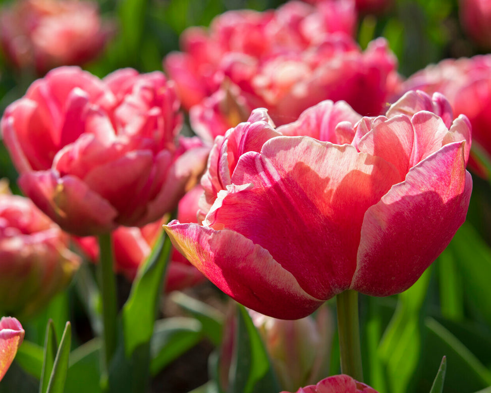 Tulip 'Verona Sunrise'