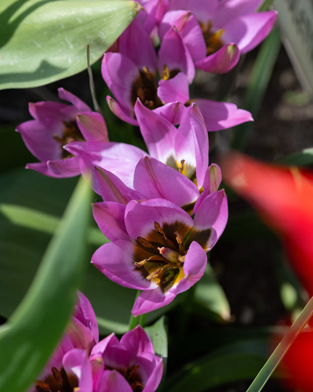 Tulip 'Violetta'