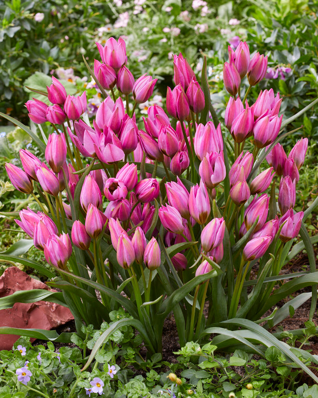 Tulip 'Violetta'