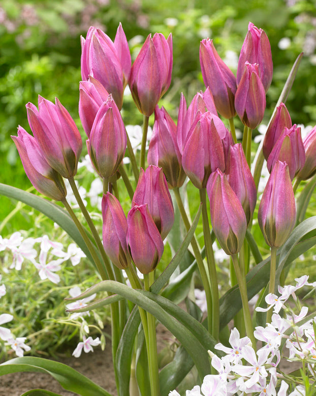 Tulip 'Violetta'