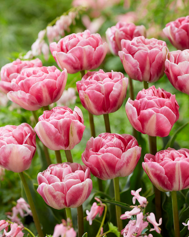 Tulip 'Vogue'