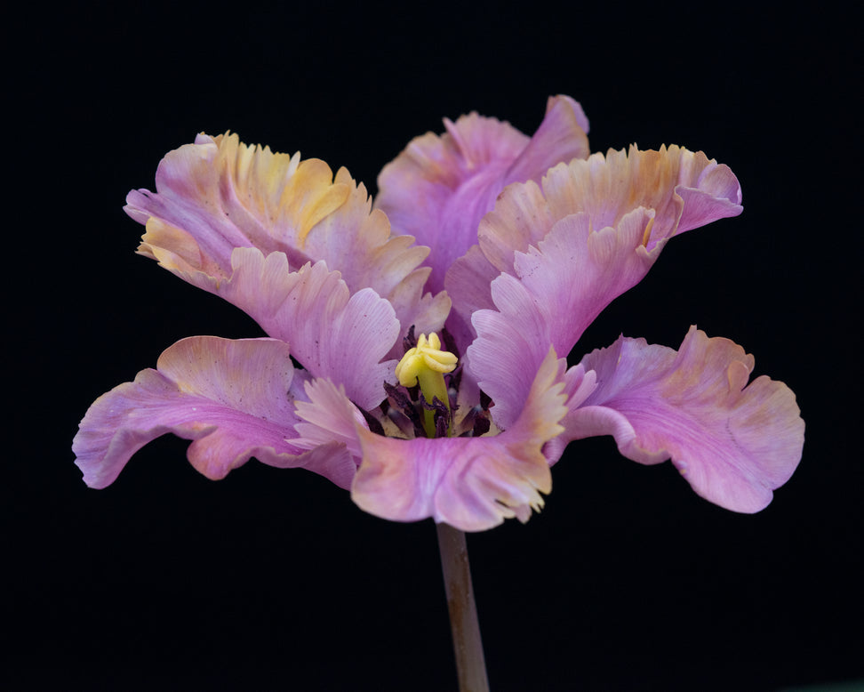 Tulip 'Vovos'