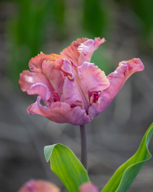 Tulip 'Vovos'