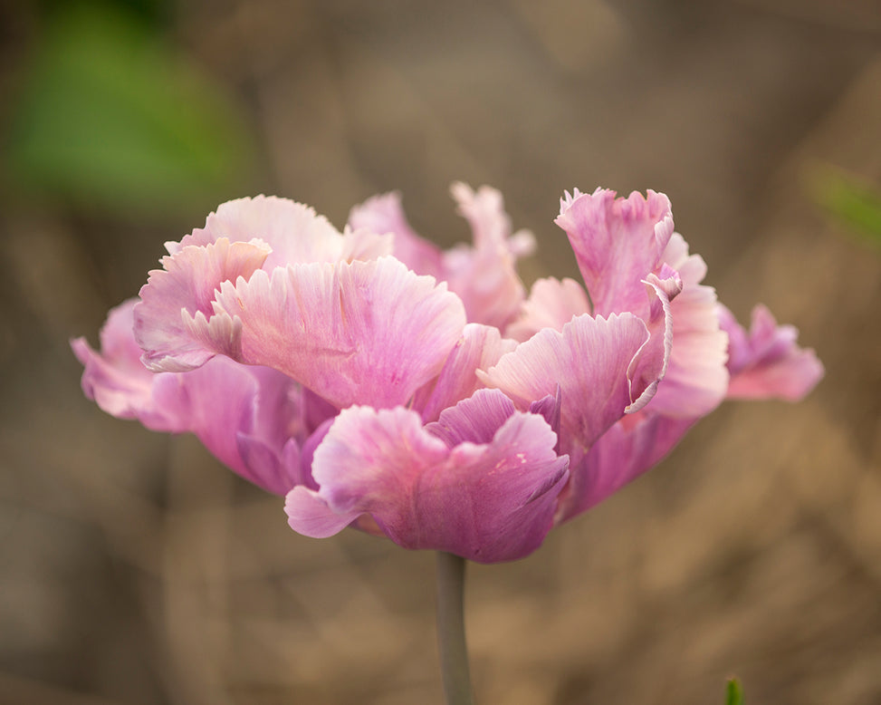 Tulip 'Vovos'