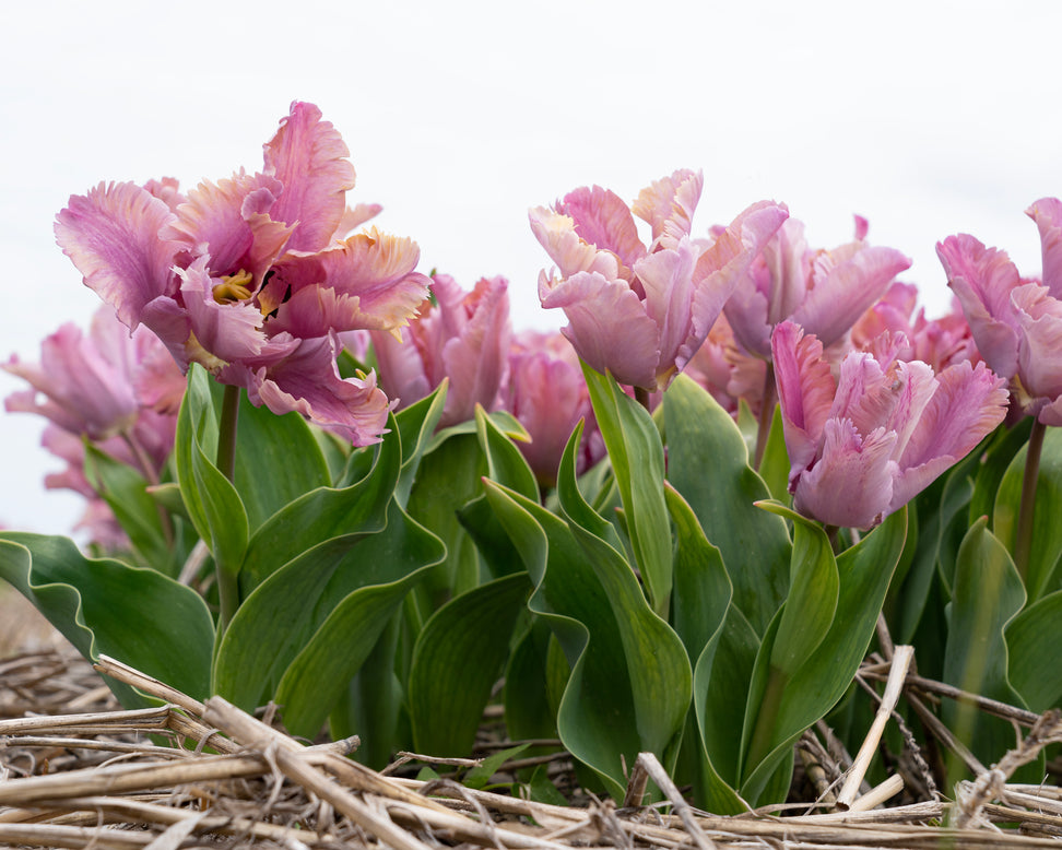 Tulip 'Vovos'