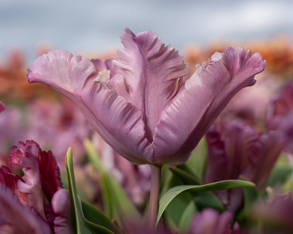 Tulip 'Vovos'