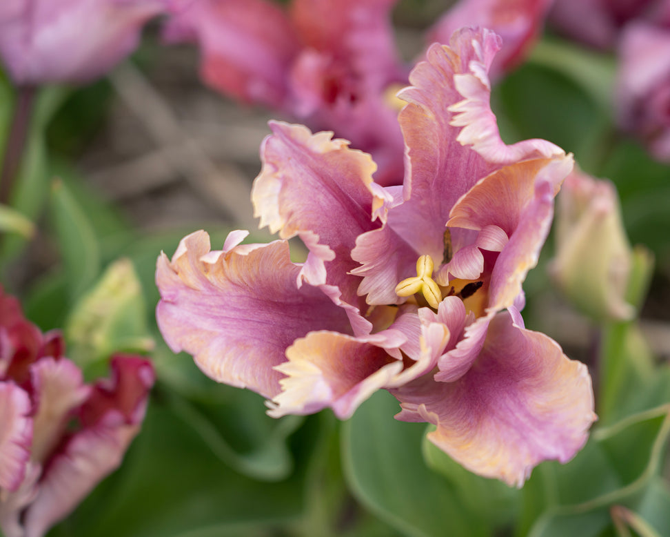 Tulip 'Vovos'