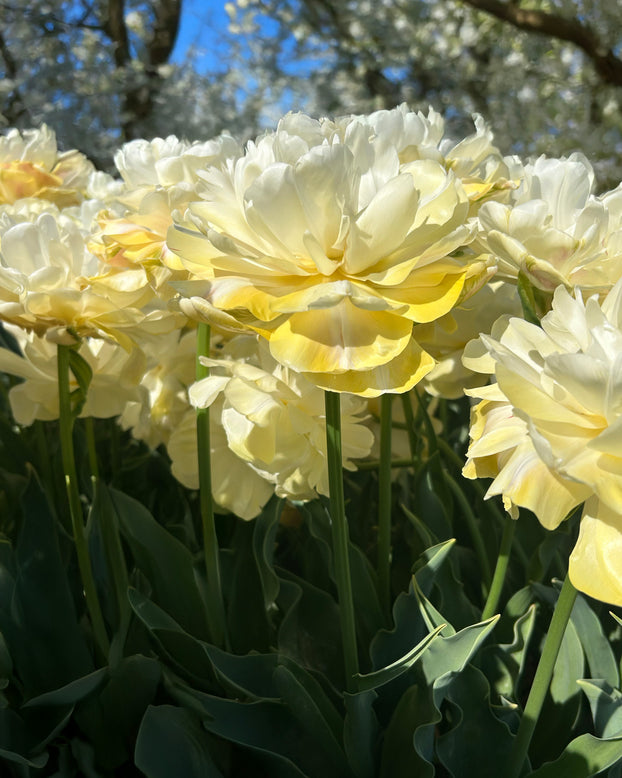 Tulip 'Wedding Dream'