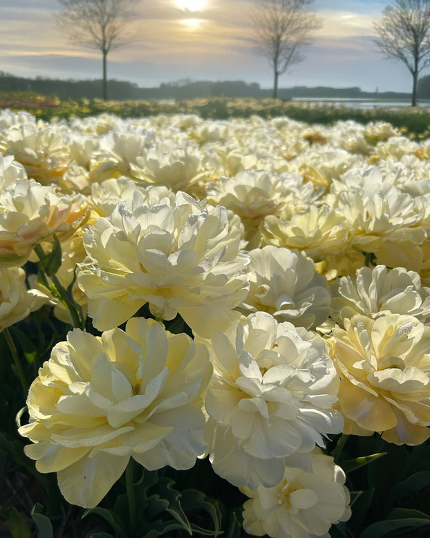 Tulip 'Wedding Dream'