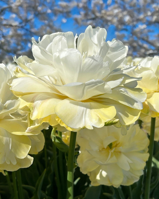 Tulip 'Wedding Dream'