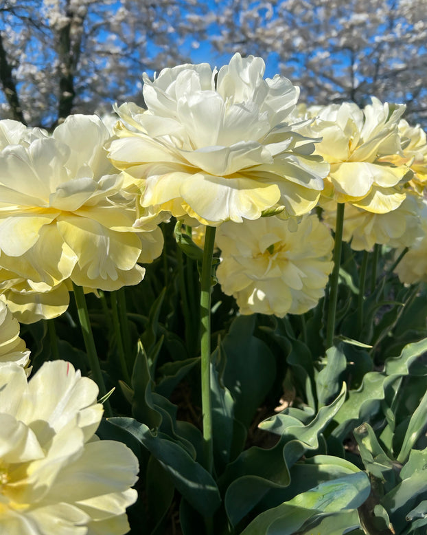 Tulip 'Wedding Dream'