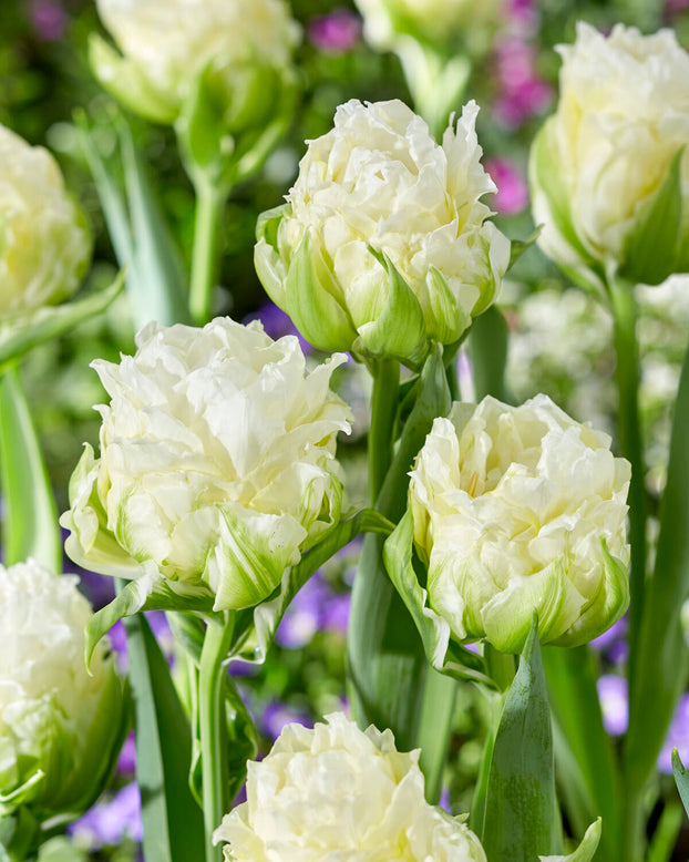 Tulip 'Whipped Cream'