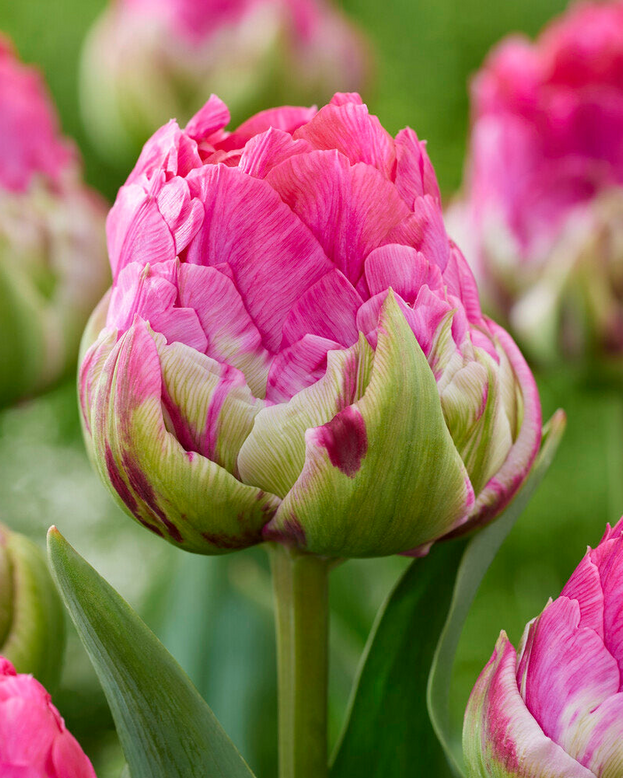 Tulip 'Wicked in Pink'