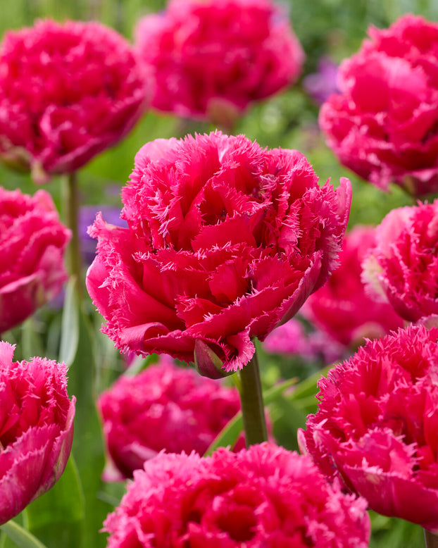 Tulip 'Wind of Change'