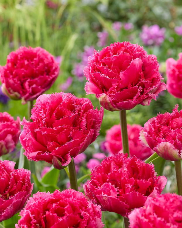 Tulip 'Wind of Change'