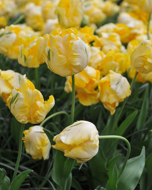 Tulip 'Yellow Madonna'