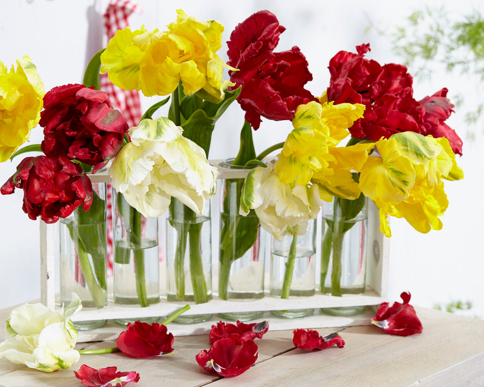 Tulip 'Yellow Madonna'