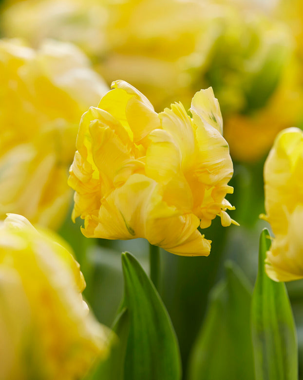 Tulip 'Yellow Madonna'