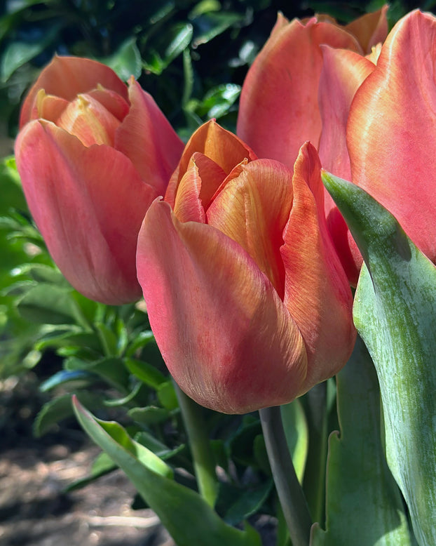 Tulip 'Amaru'