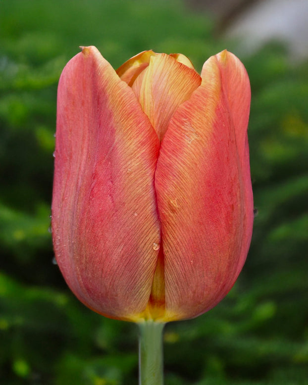 Tulip 'Amaru'