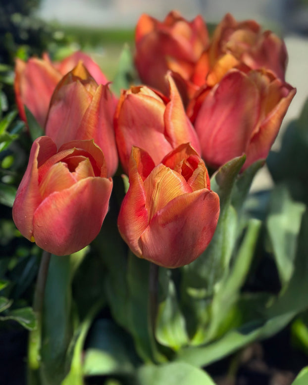Tulip 'Amaru'