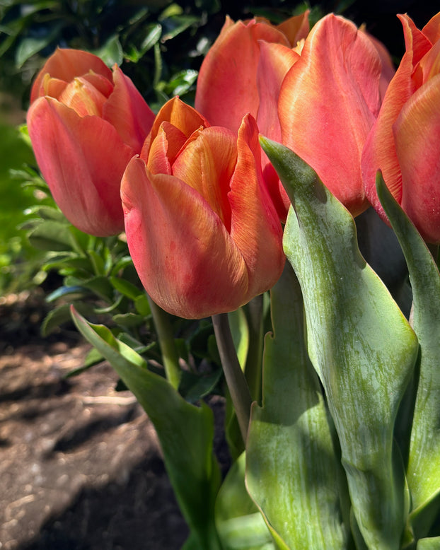Tulip 'Amaru'
