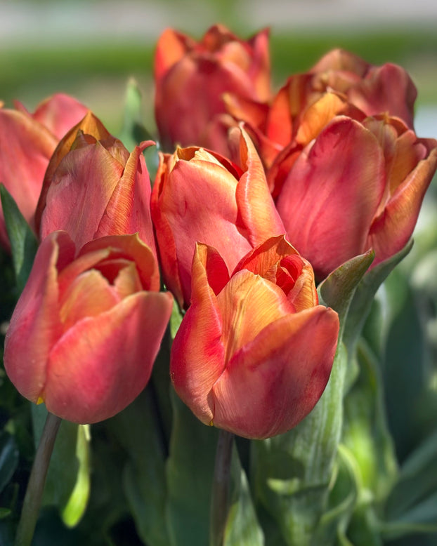 Tulip 'Amaru'