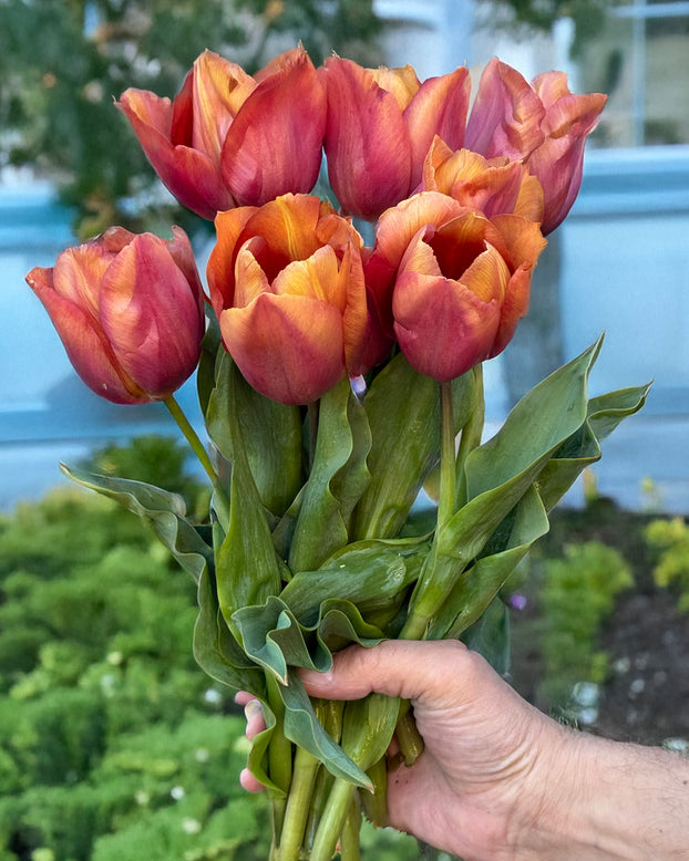 Tulip 'Amaru'