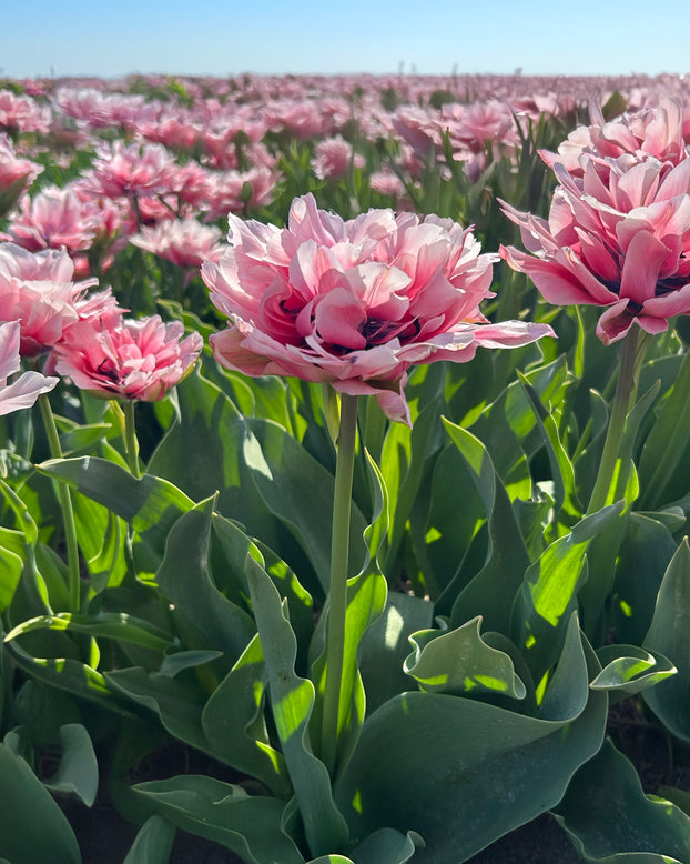 Tulip 'Love Whisper'