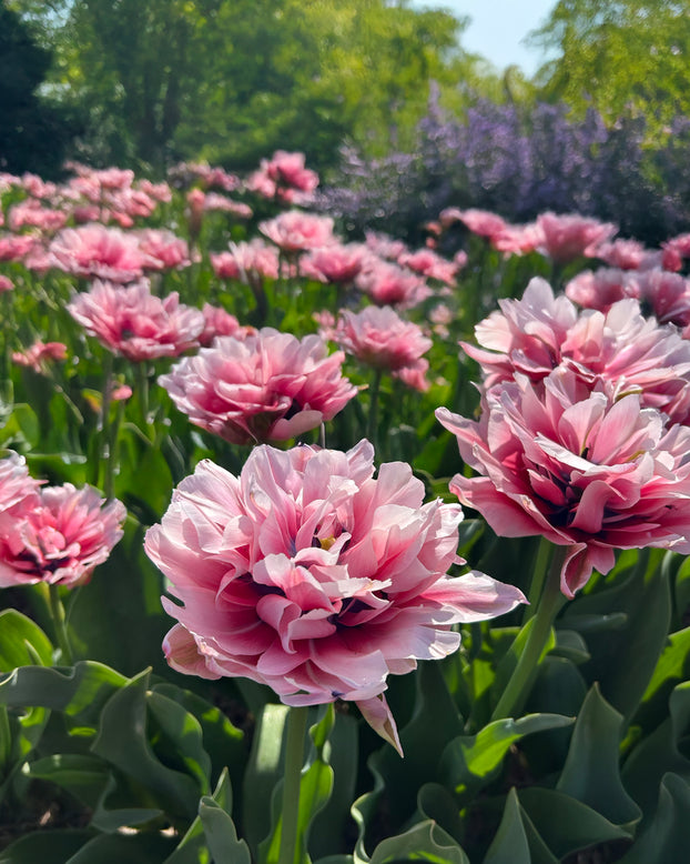 Tulip 'Love Whisper'