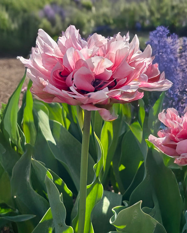 Tulip 'Love Whisper'