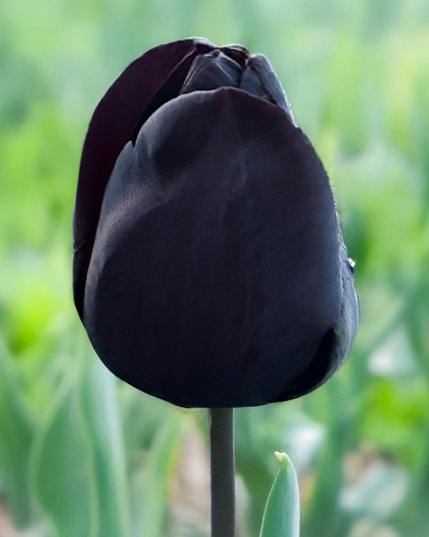 Tulip 'Nightmare'