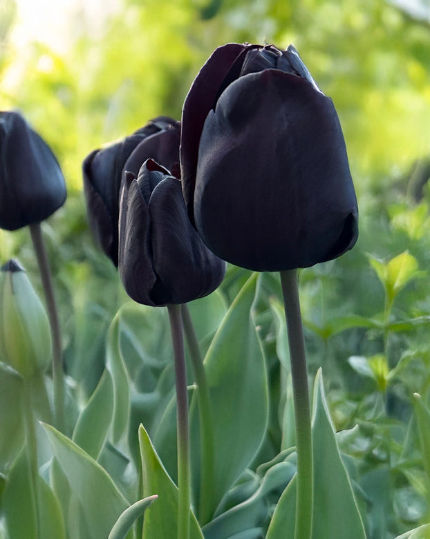 Tulip 'Nightmare'