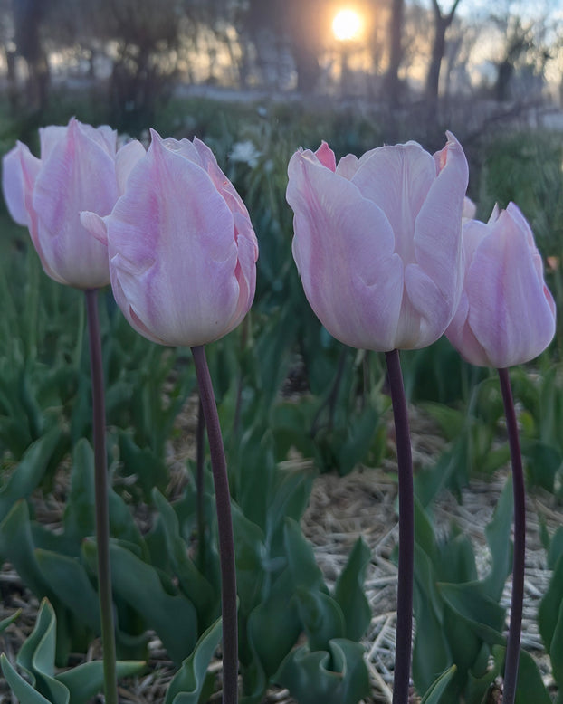 Tulip 'Silver Cloud'