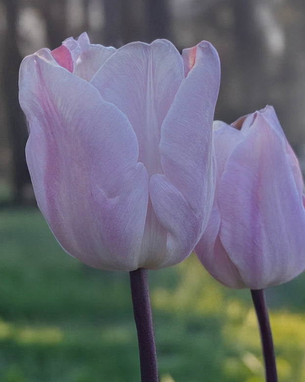 Tulip 'Silver Cloud'