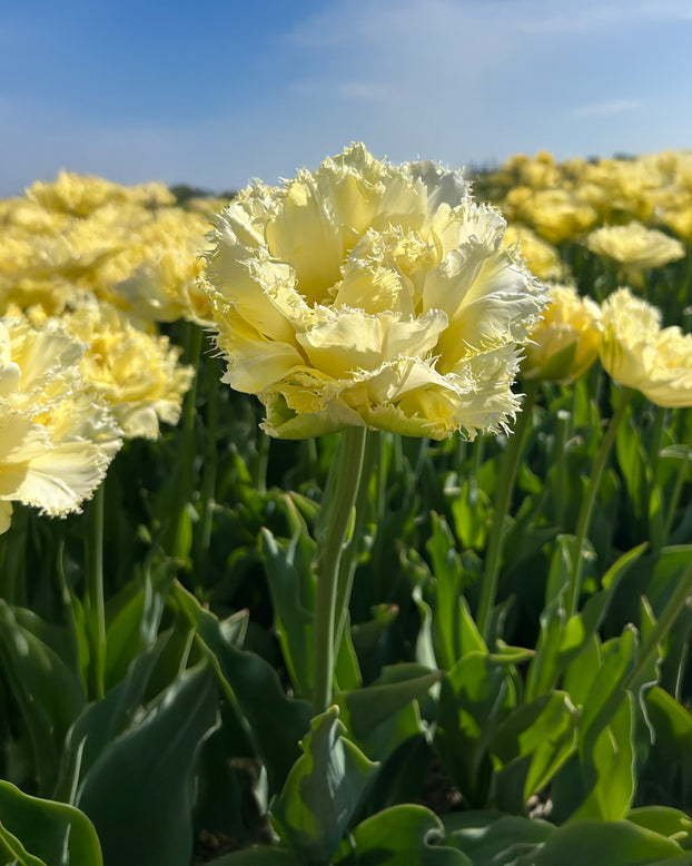 Tulip 'Vanilla Dance'