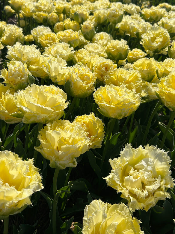 Tulip 'Vanilla Dance'