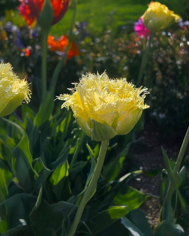 Tulip 'Vanilla Dance'