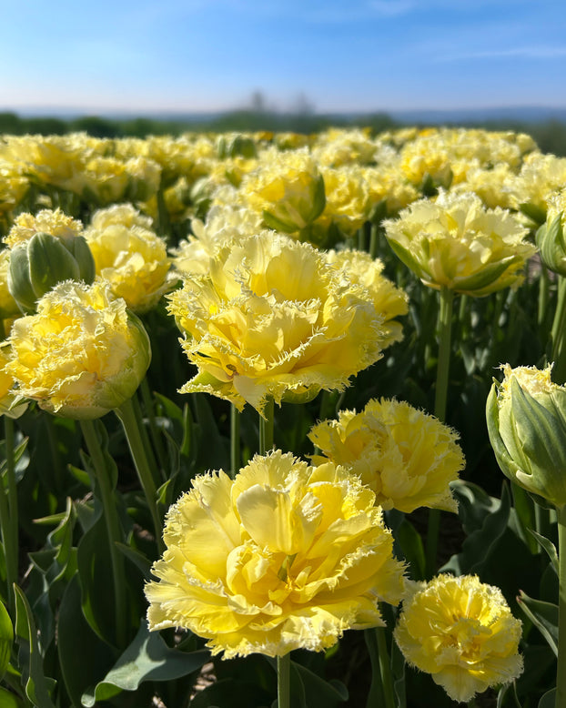 Tulip 'Vanilla Dance'