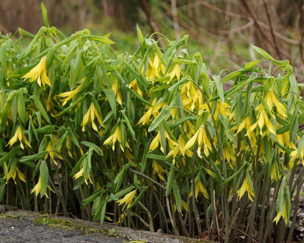 Uvularia grandiflora