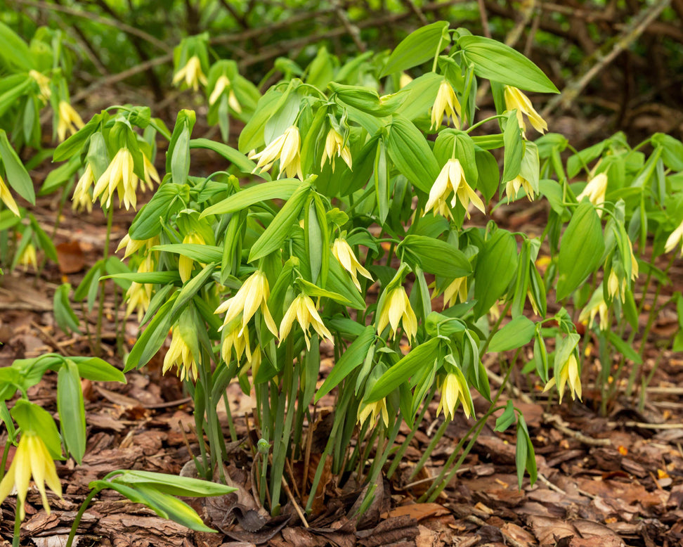 Uvularia grandiflora