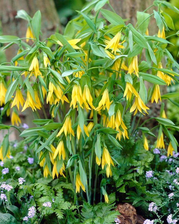 Uvularia grandiflora