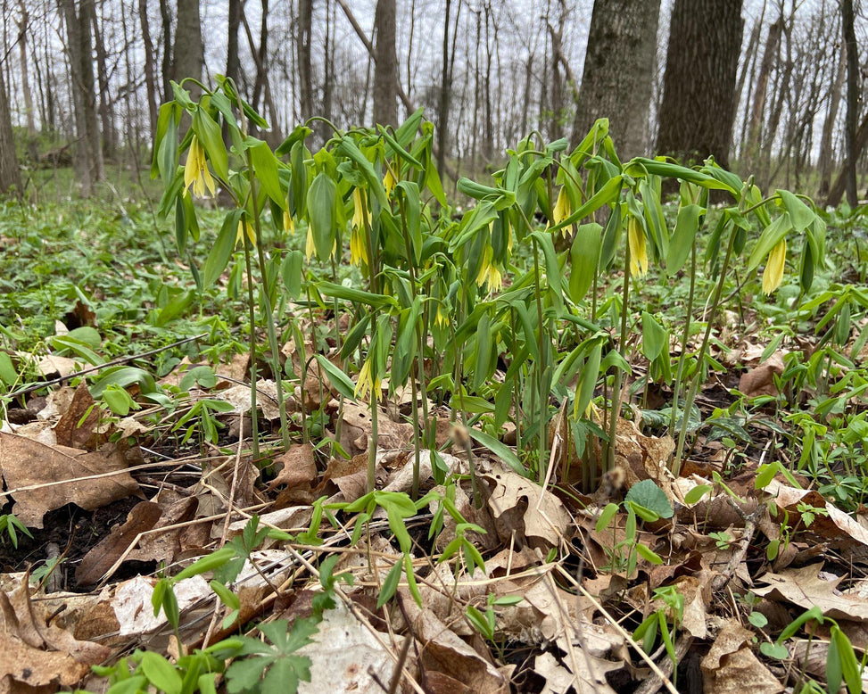 Uvularia grandiflora