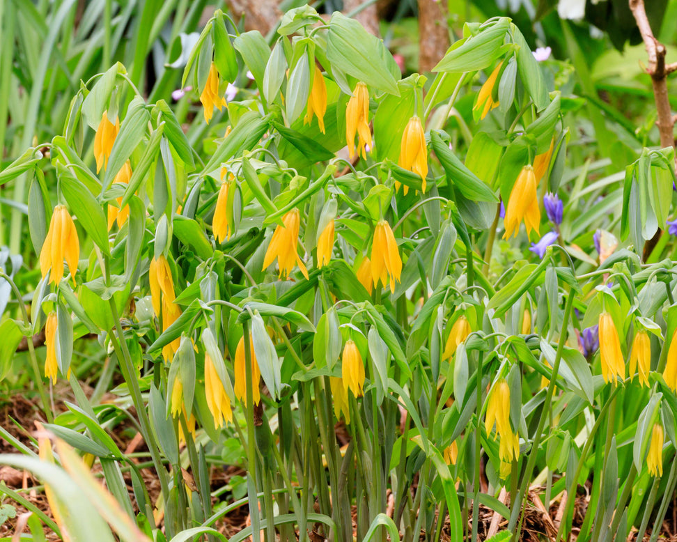 Uvularia grandiflora