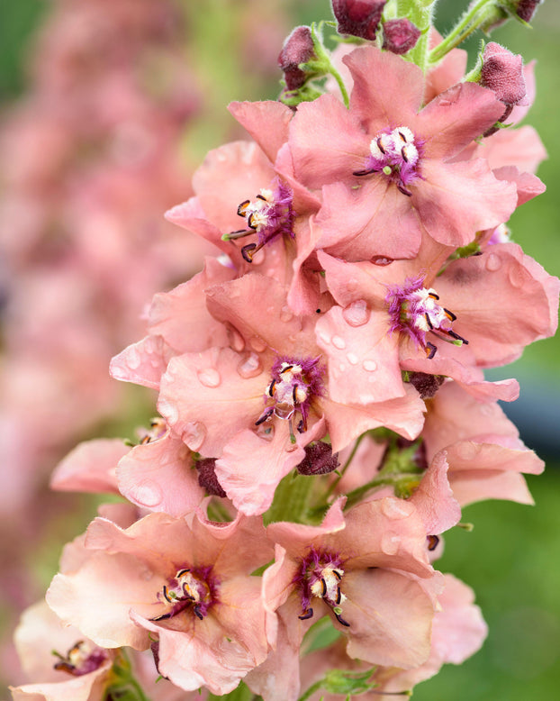 Verbascum 'Caribbean Crush'