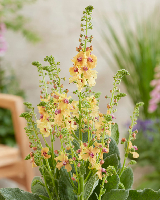 Verbascum 'Peach Champagne'