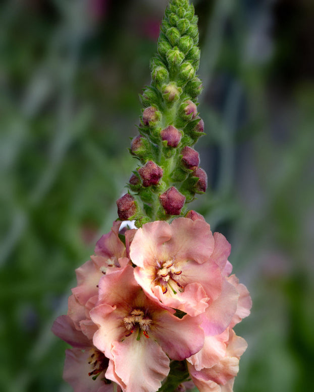 Verbascum 'Pink Petticoats'