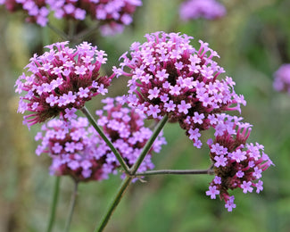 Verbena bonariensis Verbena bonariensis